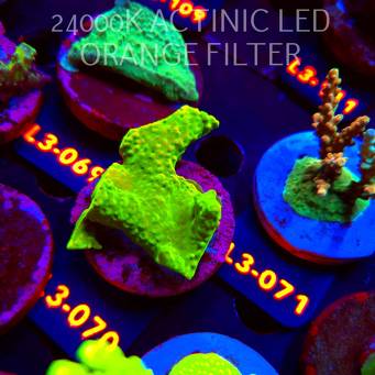 Acropora RR RAINBOW LOOM (11.09.2026) L3-070  6cm