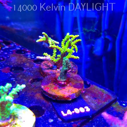 Acropora sp. AUSTRALIA  (07.01.2026) L4-003  3cm