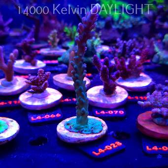 Acropora sp. PREMIUM AUSTRALIA (19.05.2026) L4-028  12cm