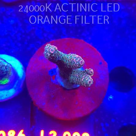 Acropora MILLEPORA PINK (12.11.2025) L2-002  5cm