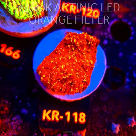 Echinophyllia GOLDMEISTER (10.09.2026) KR-118  5cm