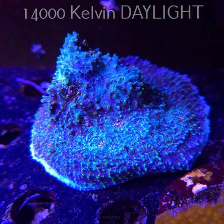 Echinopora lamellosa BLUE RED & YELLOW UNIQUE (08.11.2025) MM1-I-40  8cm