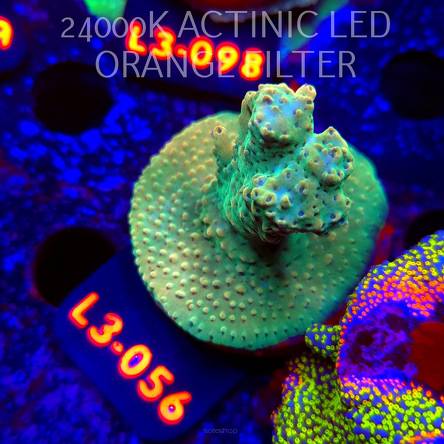 Acropora sp. PREMIUM AUSTRALIA (05.01.2026) L3-056  5cm