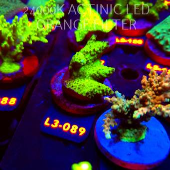 Acropora humilis URANIUM (11.09.2026) L3-089  5cm
