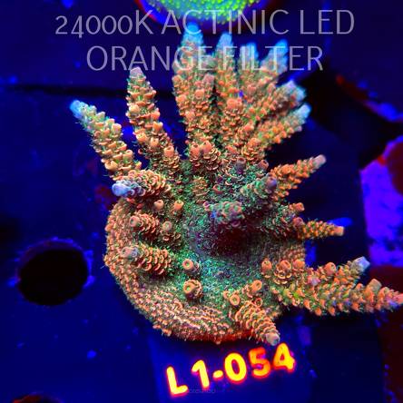 Acropora MILLEPORA SUNSET (14.03.2026) L1-054  9cm