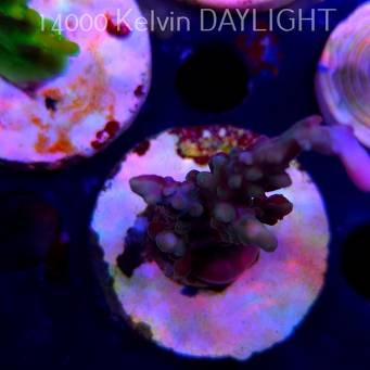 Acropora sp AUSTRALIA (20.03.2025) L1-II-2  7cm