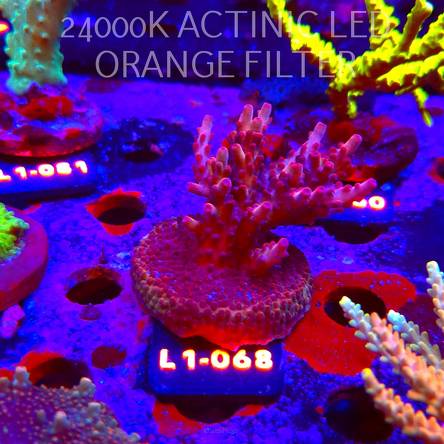 Acropora JMC PINK DREAM (16.03.2026) L1-068  6cm