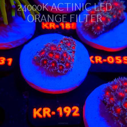 Goniopora CONFETTI (17.01.2026) KR-192  3cm