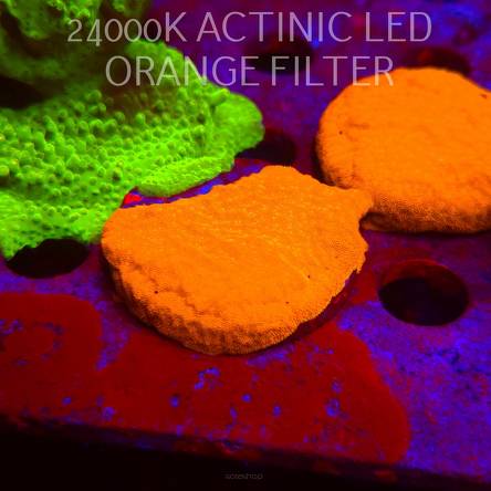 Leptoseris foliosa GOLD (06.11.2025) MM1-III-5  5cm