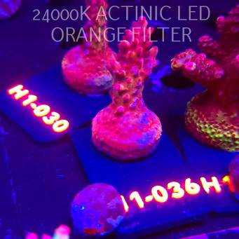 Acropora CHERRY BLOSSOM (01.02.2026) H1-036  5cm