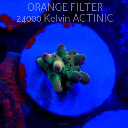 Acropora LORIPES FIJI GOLD (20.03.2025) L1-I-3  2cm (deepwater)