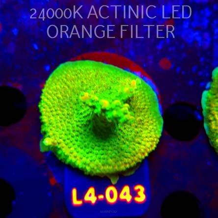 Acropora RR RAINBOW LOOM  (06.01.2026) L4-043  5cm