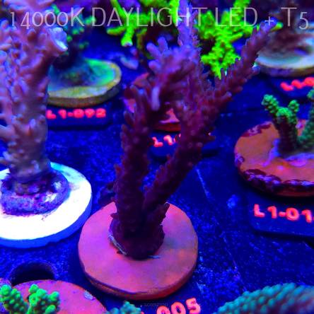 Acropora sp. AUSTRALIA (11.10.2025) L1-096  9cm