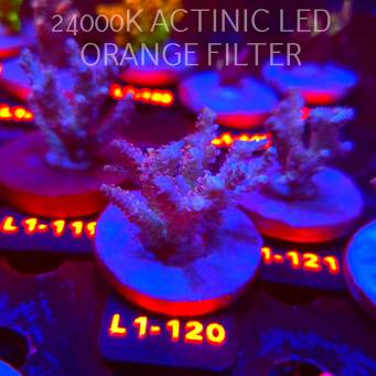 Acropora RED PLANET ULTRA AUSTRALIA (02.08.2026) L1-120  6cm