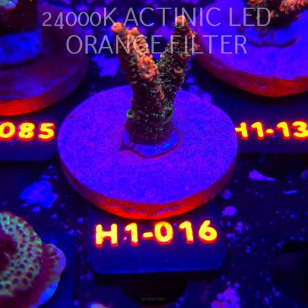 Acropora MILLEPORA JF SOLAR FLAME (02.02.2026) H1-016  5cm
