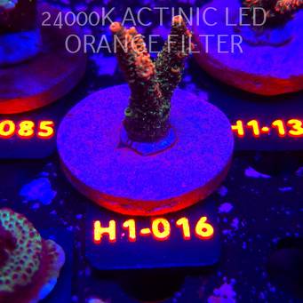 Acropora MILLEPORA JF SOLAR FLAME (02.02.2026) H1-016  5cm