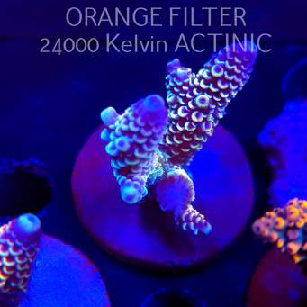 Acropora spathulata JMC DRAGON SCALES (04.10.2025)  7cm