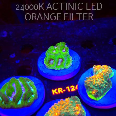 Platygyra BLUE and GREEN Maze Brain Coral (17.01.2026) KR-124  3cm