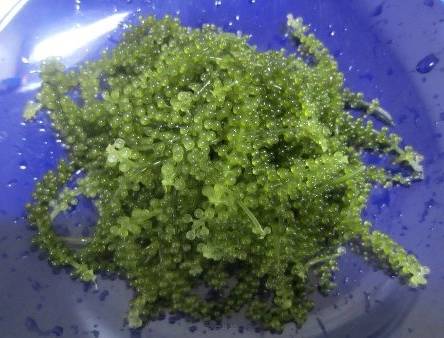 Caulerpa lentillifera (makroglony do refugium) 1000ml