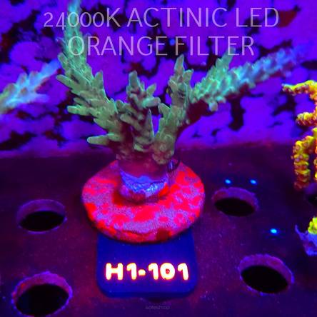 Acropora sp. (24.05.2026) H1-101  8cm