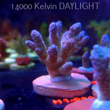 Acropora MILLEPORA RAINBOW (16.10.2025) H1-080 6cm