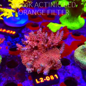 Acropora sp. AUSTRALIA (17.03.2026) L2-081  8cm