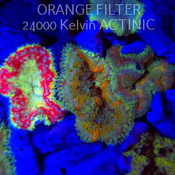 Stichodactyla TAPETUM Mini-Maxi Carpet Anemone RAINBOW (01.06.2025)  6cm