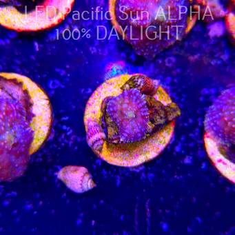 Rhodactis WWC LEMON HAZE (23.01.2025)