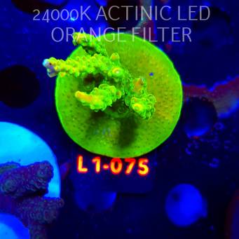 Acropora RR RAINBOW LOOM (16.03.2026) L1-075  5cm