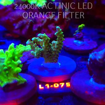 Acropora sp. AUSTRALIA (09.10.2025) L1-075  4cm