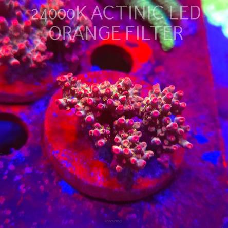 Acropora microclados CHEMICAL ROMANCE (06.11.2025) MM1-II-32  5cm