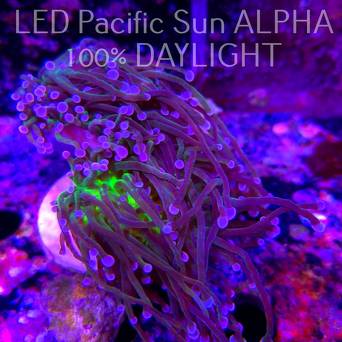 Euphyllia glabrescens TG TOXIC JOKER TORCH (03.11.2024)