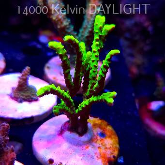 Anacropora WWC SLIMEBALL (20.03.2025) L1-II-32  9cm