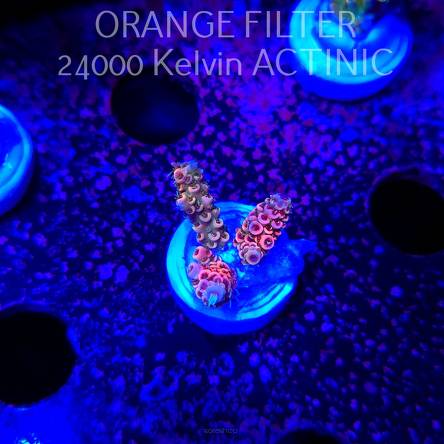 Acropora MILLEPORA JF SOLAR FLAME (04.10.2025)  7cm