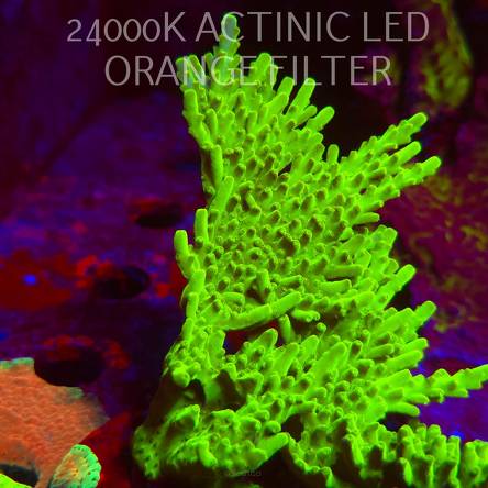 Acropora WWC Castells Banana (06.11.2025) MM1-III-2  12cm