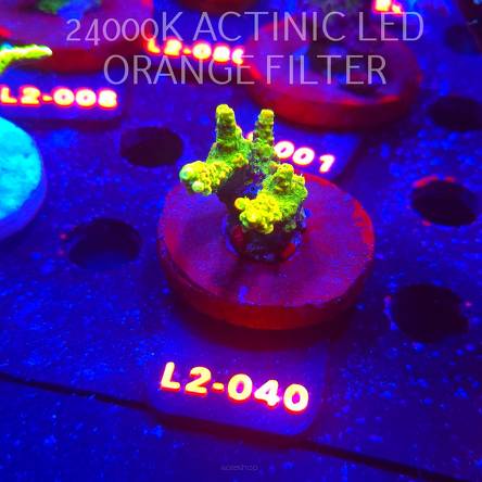 Acropora GOLD JAWDROPPER (14.11.2025) L2-040  4cm