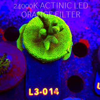 Acropora RR RAINBOW LOOM (04.01.2026) L3-014  5cm