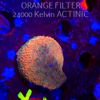 Acropora JMC RAINBOW PRINCESS Signature Frag (11.08.2025) MM6-I-38  3cm