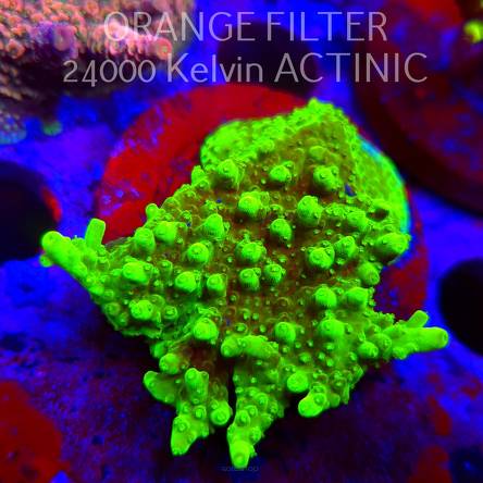 Acropora WWC Castells Banana (11.08.2025) MM6-II-27  6cm