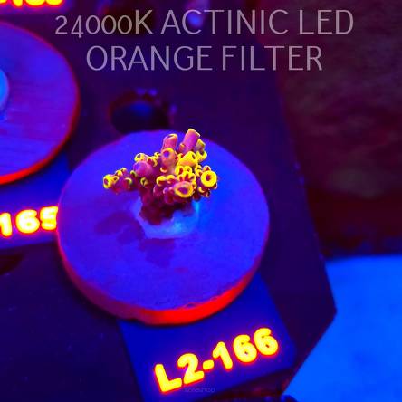 Acropora LATISTELLA WOLVERINE (14.08.2026) L2-166  3cm