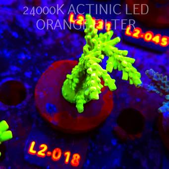 Acropora AUSTERA BANANA (19.03.2026) L2-018  7cm