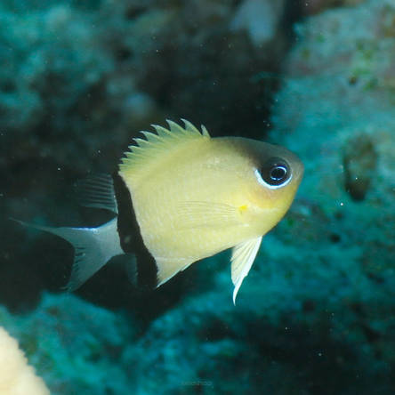 Chromis retrofasciata 3-4cm