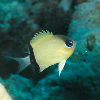 Chromis retrofasciata 3-4cm