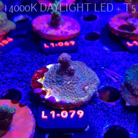 Acropora sp. AUSTRALIA (11.10.2025) L1-079  4cm