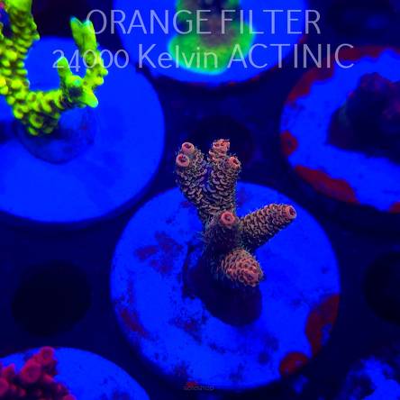 Acropora millepora CLOCKWORK ORANGE (20.03.2025) L1-II-9  5cm
