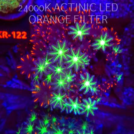 Clavularia PAPAYA DUO ORANGE + TOXIC GREEN (20.02.2026)  10cm