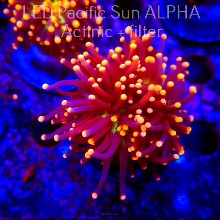 Euphyllia glabrescens Malaysian Miami Torch (16.07.2024)