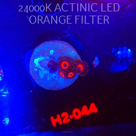 Zoanthus KEDDS RED (01.12.2025) 7P H2-044