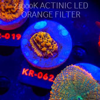 Montipora danae ULTRA (01.02.2026) KR-062  2.5cm