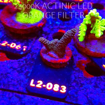 Acropora sp. AUSTRALIA (17.03.2026) L2-083  3cm